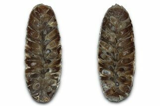 Cut & Polished Fossil Cycadophyte Cone - Boujdour, Morocco #346852