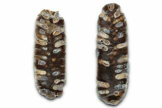 Cut & Polished Fossil Cycadophyte Cone - Boujdour, Morocco #346857