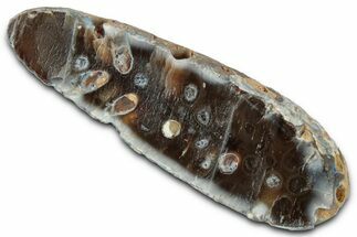 Cut & Polished Fossil Cycadophyte Cone (Half) #346861