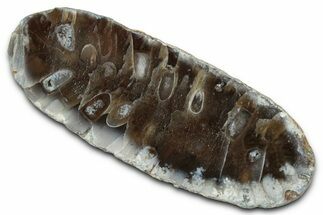 Cut & Polished Fossil Cycadophyte Cone (Half) #346863