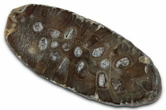 Cut & Polished Fossil Cycadophyte Cone (Half) #346864