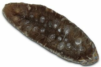 Cut & Polished Fossil Cycadophyte Cone (Half) #346865