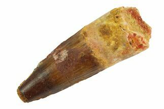 Fossil Spinosaurus Tooth - Real Dinosaur Tooth #346877