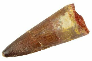Fossil Spinosaurus Tooth - Real Dinosaur Tooth #346891