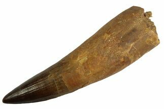 Real Fossil Spinosaurus Tooth - Giant & Rooted #346932