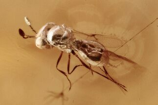 Detailed Fossil Parasitoid Wasp and Springtail in Baltic Amber #346570