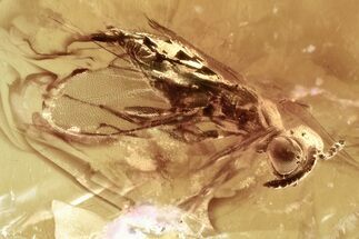 Detailed Fossil Wasp (Chalcidoidea) In Baltic Amber #346573