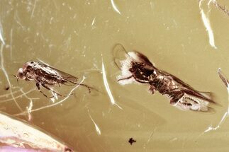 Fossil Wasp (Chalcidoidea) & Dance Fly (Hybotidae) in Baltic Amber #346578