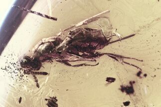 Detailed Fossil Wasp (Torymidae) in Baltic Amber #346580