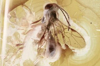 Rare Fossil Ichneumon Wasp (Brachycyrtinae) In Baltic Amber #346583