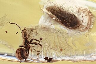 Detailed Fossil False Click Beetle and Ant in Baltic Amber #346592