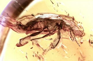Detailed Fossil Marsh Beetle (Scirtidae) in Baltic Amber #346597