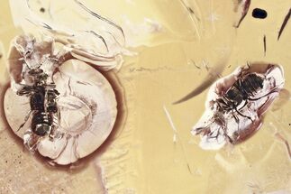 Two Fossil Ant-Loving Beetles (Pselaphinae) in Baltic Amber #346598