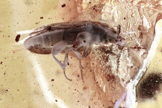 Hairy Fungus Beetle (Mycetophagidae) in Baltic Amber #346608