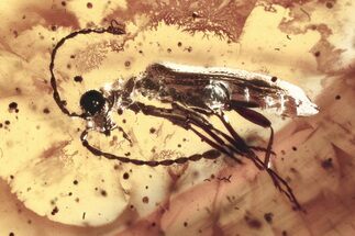 Fossil Ant-Like Leaf Beetle (P saeticornis) in Baltic Amber #346611