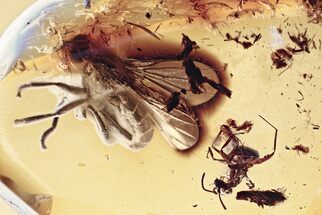 Detailed Fossil Muscoid Fly and Ant In Baltic Amber #346614