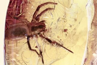 Detailed Fossil Spider (Araneae) In Baltic Amber #346624