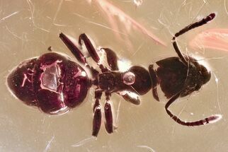 Detailed Fossil Ant (Formicidae) In Baltic Amber #346634