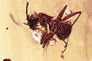 Detailed Fossil Ant (Formicidae) In Baltic Amber #346636