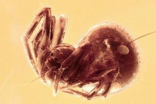 Detailed Fossil Spider (Araneae) In Baltic Amber #346644