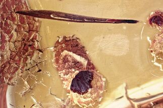 Detailed Fossil Leaf in Baltic Amber #346648