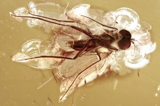 Detailed Fossil Long-Legged Fly (Dolichopodidae) in Baltic Amber #346651