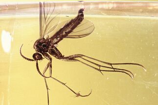 Detailed Fossil Fungus Gnat (Mycetophilidae) In Baltic Amber #346663