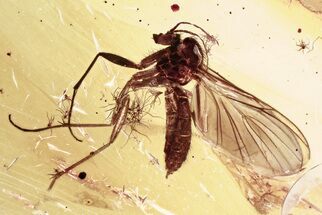 Detailed Fossil Fungus Gnat (Mycetophilidae) In Baltic Amber #346664