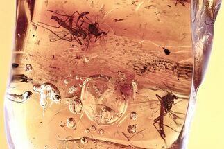Detailed Fossil True Midge Swarm (Chironomidae) In Baltic Amber #346670