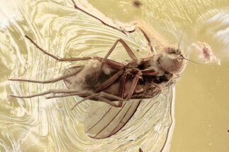 Fossil Fly (Dolichopodidae) and Mite (Acari) in Baltic Amber #346674