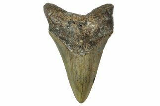 Serrated, Juvenile Megalodon Tooth - North Carolina #342205