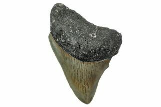 Serrated, Juvenile Megalodon Tooth - North Carolina #342208