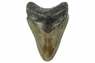 Serrated, Juvenile Megalodon Tooth - North Carolina #342209