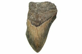 Bargain, Fossil Megalodon Tooth - Serrated Blade #342214