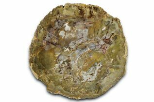 Petrified Wood For Sale