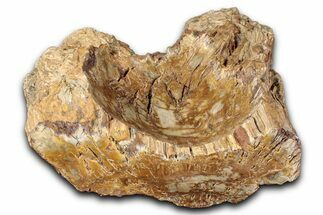 Polished Petrified Wood Soap Dish - Madagascar #346928