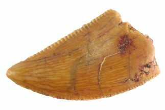 Serrated Raptor Tooth - Real Dinosaur Tooth #332718
