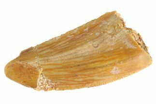 Bargain Raptor Tooth #332806