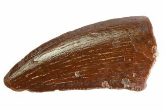 Serrated Raptor Tooth - Real Dinosaur Tooth #333287