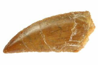 Serrated, Raptor Tooth - Real Dinosaur Tooth #333291