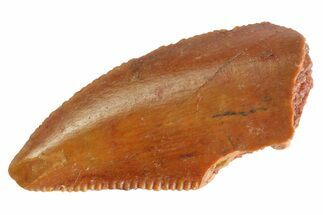 Serrated Raptor Tooth - Real Dinosaur Tooth #333302