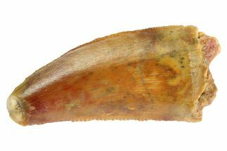 Serrated Raptor Tooth - Feeding Worn Tip #333311