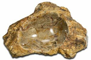 65 Pound Petrified Wood (Araucaria) Log With Polished End