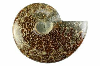 Polished Cretaceous Ammonite (Cleoniceras) Fossil - Madagascar #339084