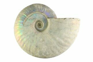 Silver Iridescent Ammonite (Cleoniceras) Fossil - Madagascar #345603