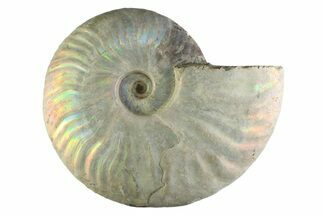 Silver Iridescent Ammonite (Cleoniceras) Fossil - Madagascar #345605