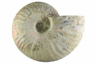 Silver Iridescent Ammonite (Cleoniceras) Fossil - Madagascar #345610