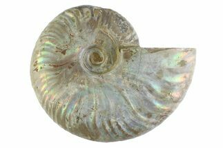 Silver Iridescent Ammonite (Cleoniceras) Fossil - Madagascar #346734