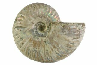 Silver Iridescent Ammonite (Cleoniceras) Fossil - Madagascar #346745