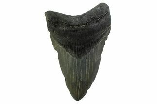 Fossil Megalodon Tooth - Georgia #338673